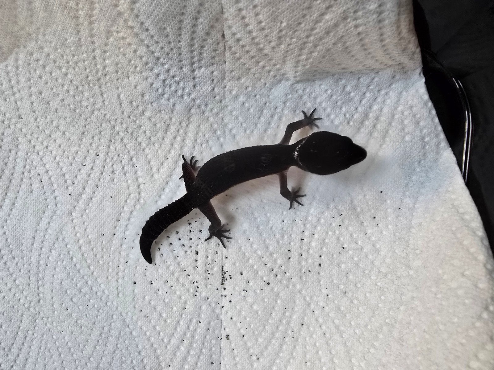 Prachtige pure Black Night luipaardgekko's (Eublepharis macu Leopard Gecko photo 7