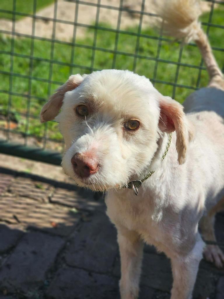 Puf, klein medium boomer mix reuyje gec 7 jaar, 6 jaar of ouder, Particulier, Reu, Buitenland