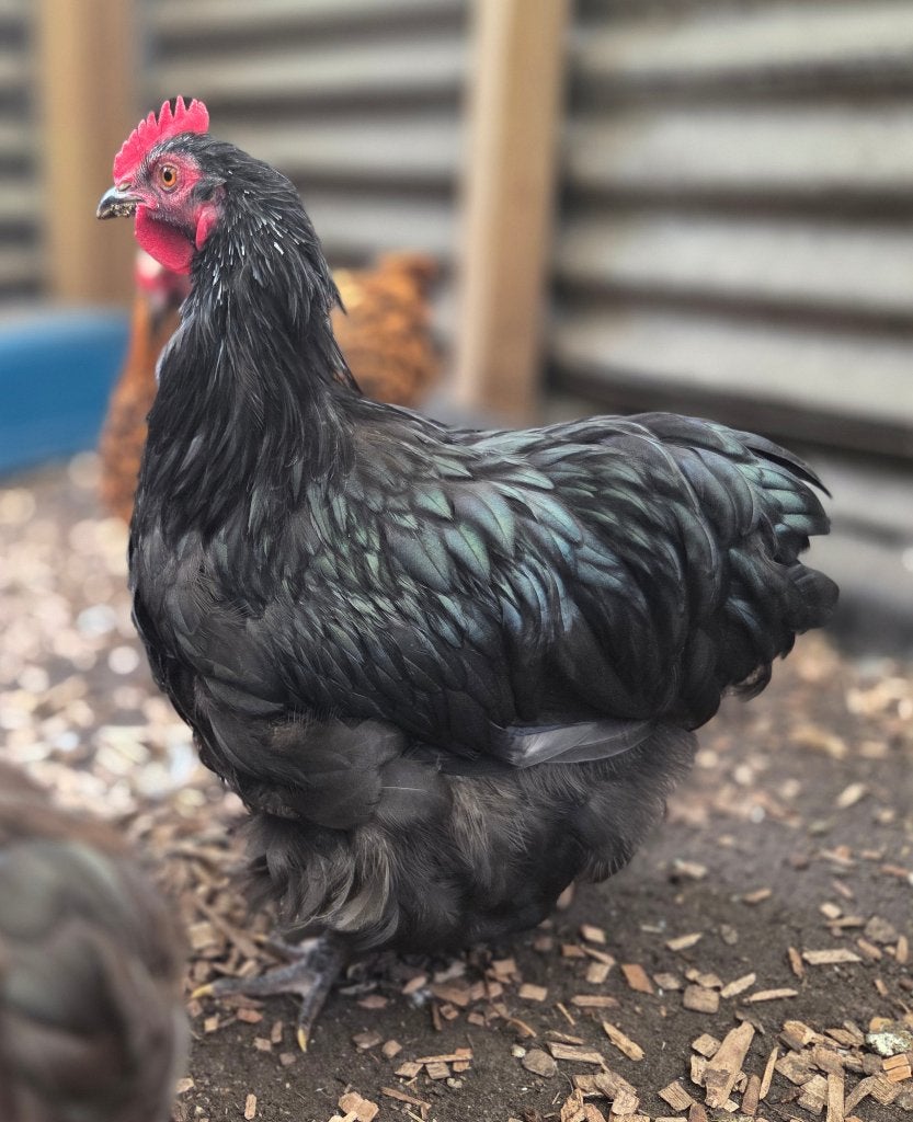 Orpington kriel, Dieren en Toebehoren, Mannelijk, Kip