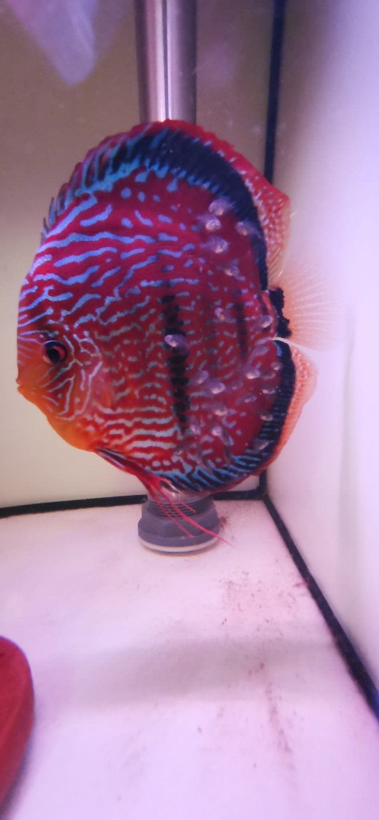 Discusvissen van topkweker Weissflog 7/8 cm, Vis, Zoetwatervis, Schoolvis