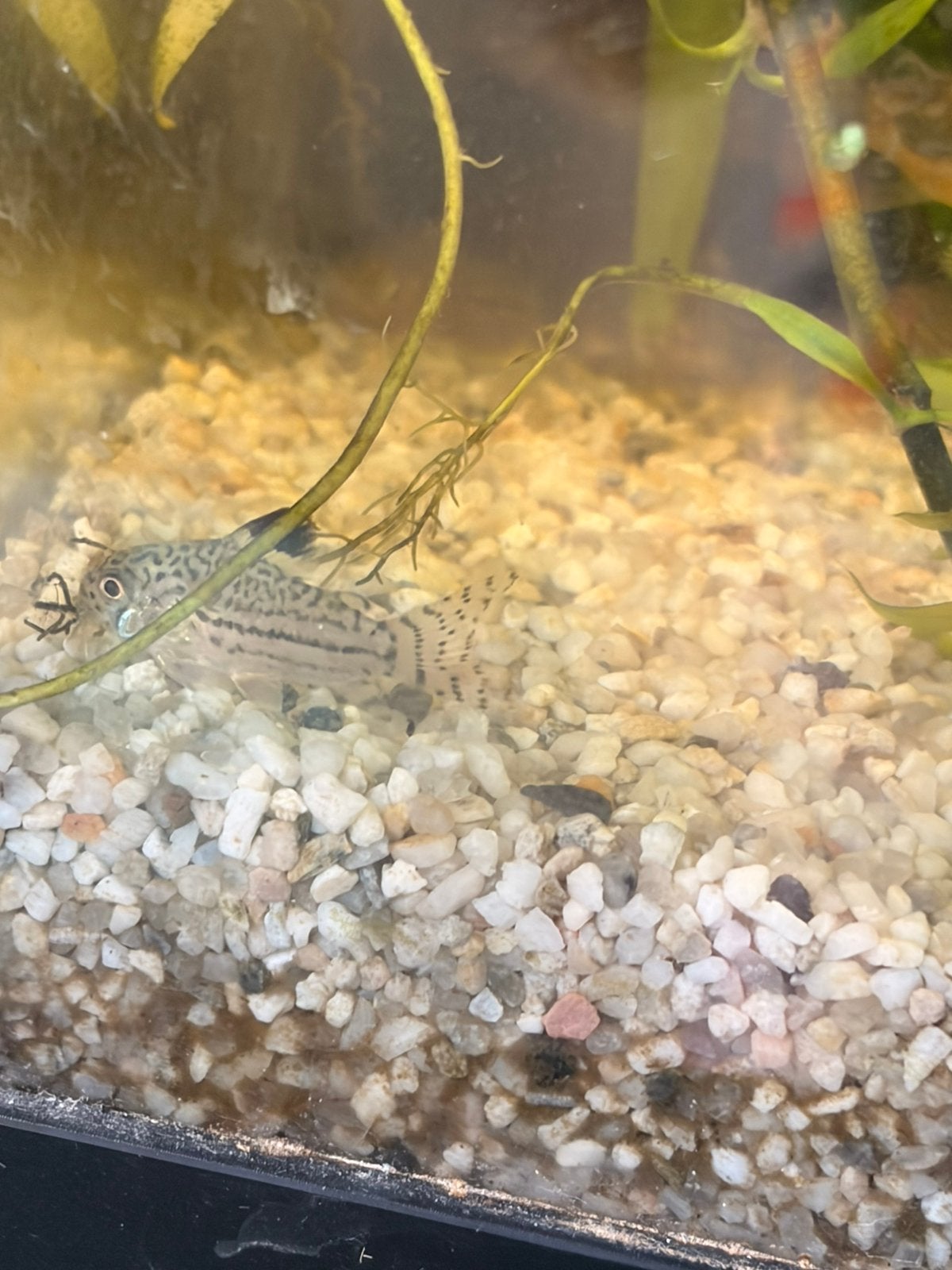 Corydora Trillineatus, Vis
