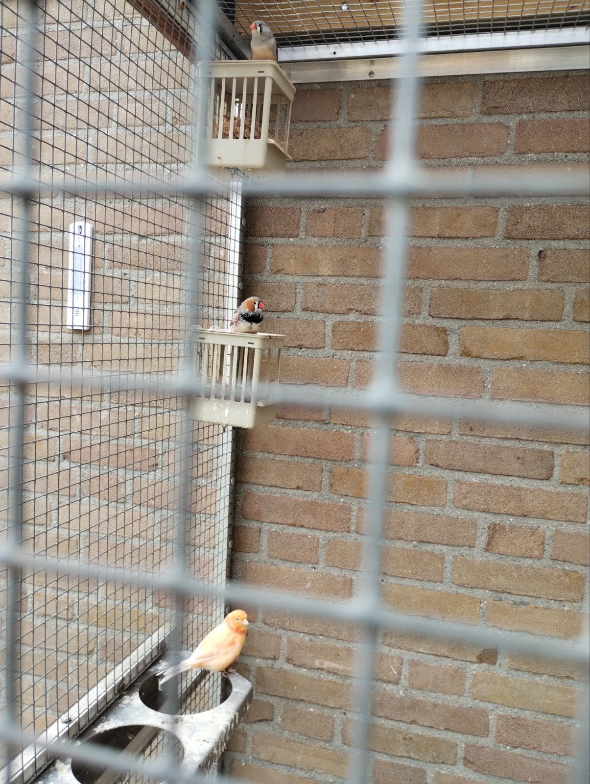 Zebravink koppeltje, Dieren en Toebehoren