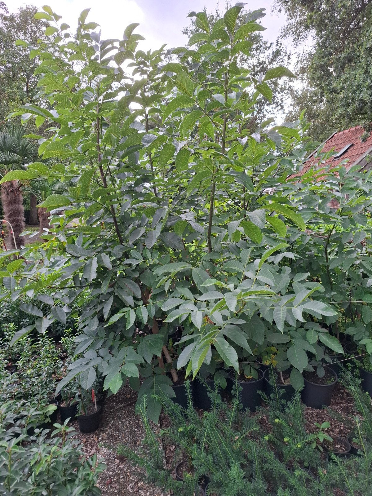 Walnotenbomen in potten - tot 2,5 meter hoog, Tuin en Terras, Planten | Fruitbomen, Ophalen, 100 tot 250 cm, In pot, Walnotenboom