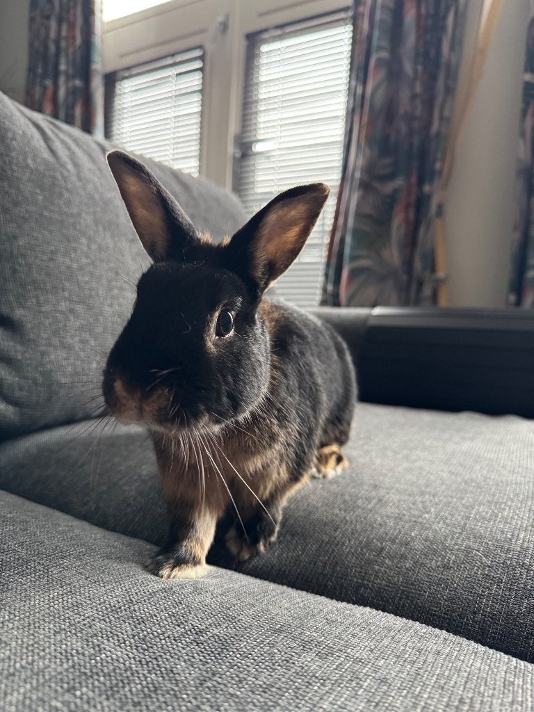 Tan voedster zoekt nieuw huisje, Dieren en Toebehoren, Vrouwelijk, Middelgroot, 3 tot 5 jaar