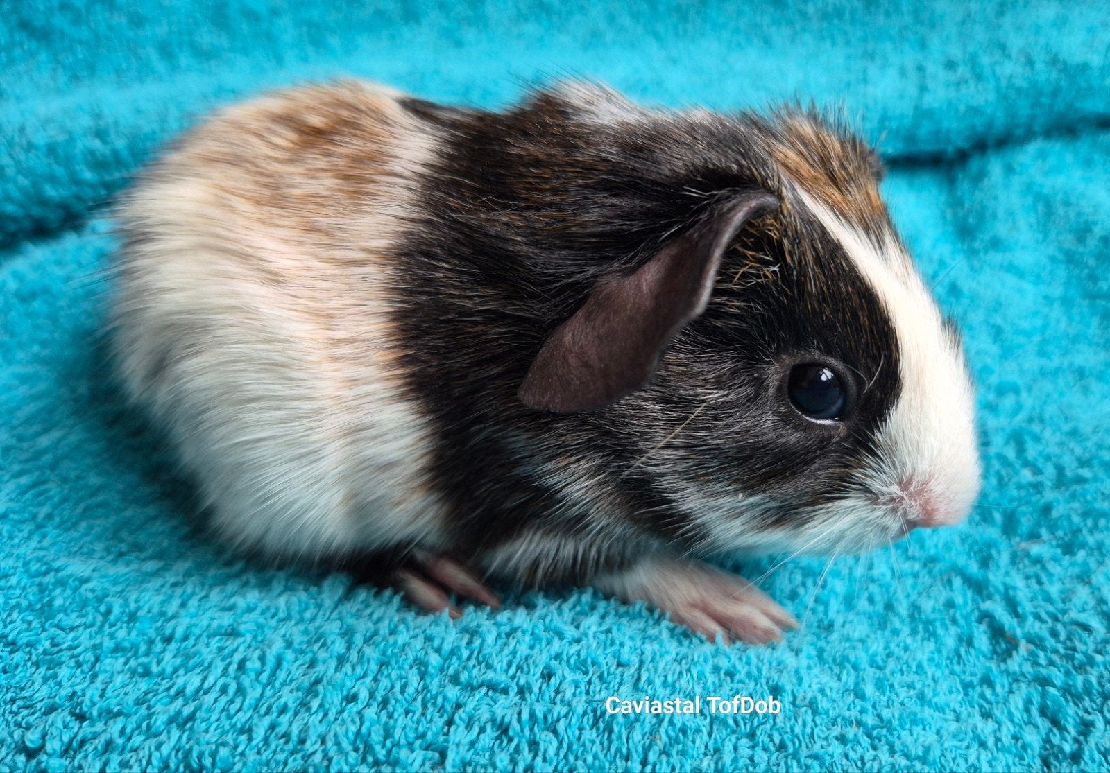 tweekleur dalmatiner cavia beertje, Dieren en Toebehoren, Knaagdieren, Juli, Mannelijk, Cavia
