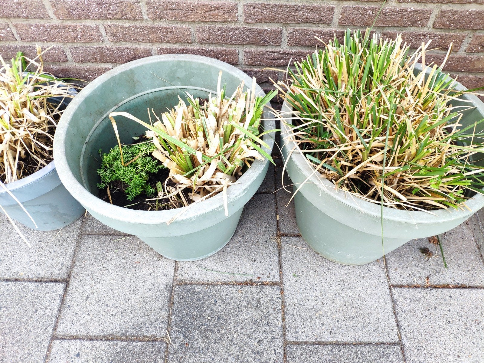 Plantenpotten met onderzetters.( Gratis), Tuin en Terras, Planten | Tuinplanten, Ophalen, Overige soorten, Volle zon