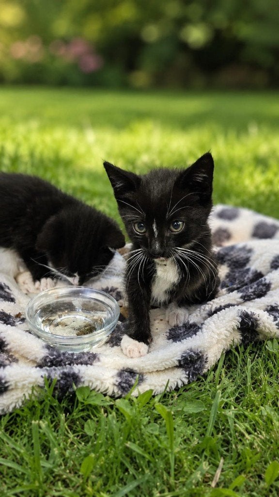 Prachtige, lieve zwart-wit poesjes en katers te koop, Dieren en Toebehoren, Katten en Kittens | Overige Katten, Meerdere dieren