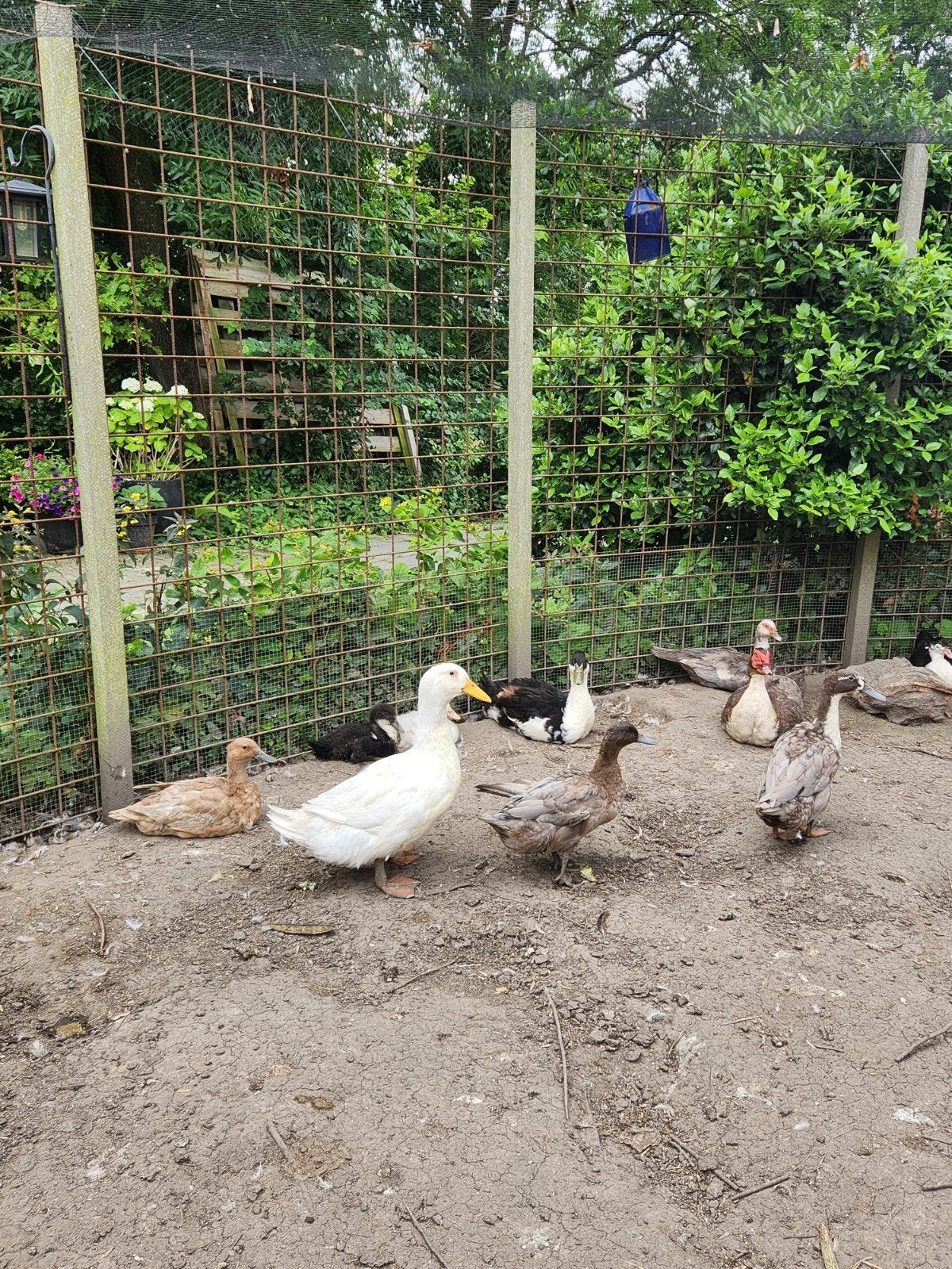 Verschillende soorten eenden, Dieren en Toebehoren, Meerdere dieren, Eend