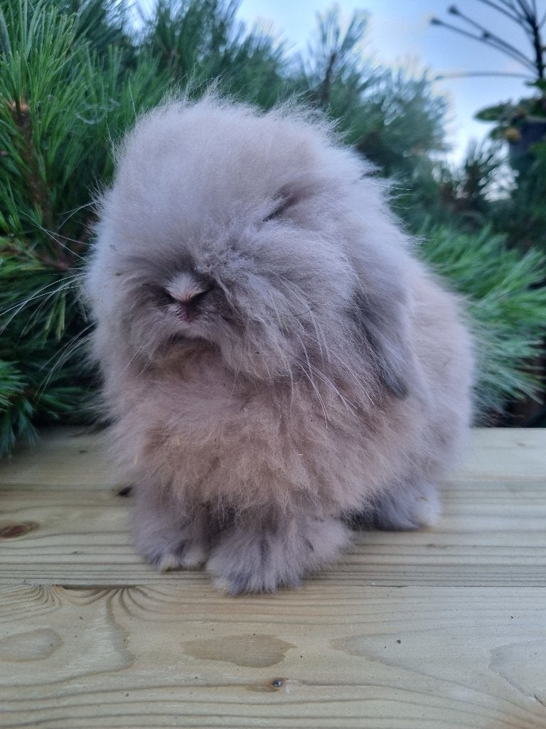 Teddy widder dwerghangoor konijn voedster, Vrouwelijk, Dwerg, Hangoor
