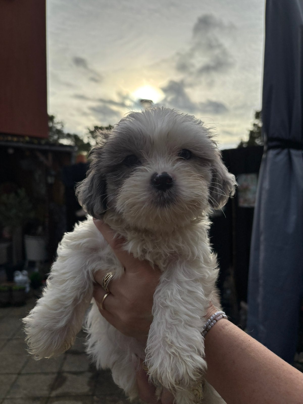 Shih tzu pups mogen direct mee, Overige rassen, Meerdere, Meerdere dieren, Nederland