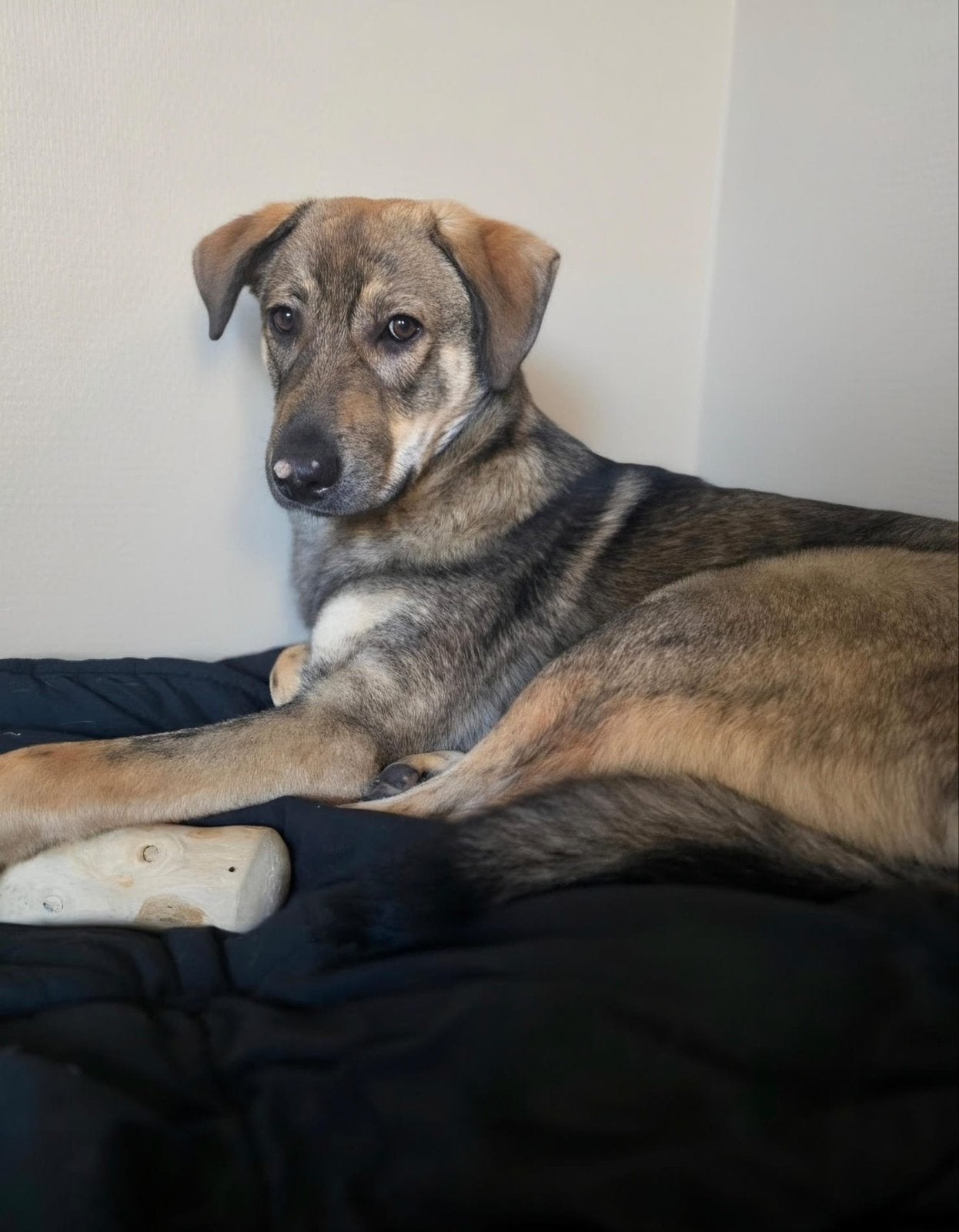 Simba, reu 7 maanden., Dieren en Toebehoren, Particulier, 15 weken tot 1 jaar, Reu, Buitenland