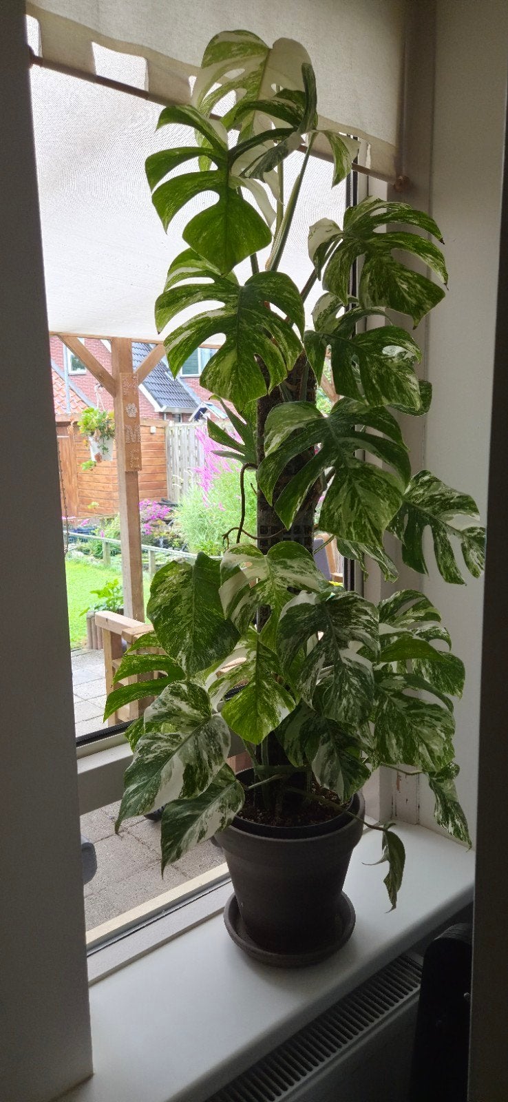 Monstera Albo Variegata - Prachtige Gevlekte Kamerplant, Ophalen, In pot, Halfschaduw, Minder dan 100 cm