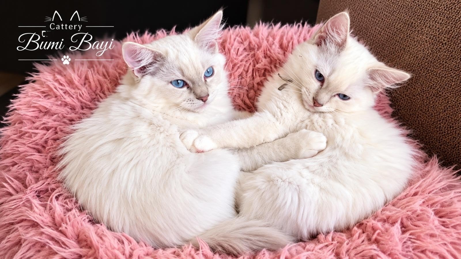 Lieve Ragdoll kittens met stamboom, Dieren en Toebehoren, Kater, Met stamboom, 0 tot 2 jaar