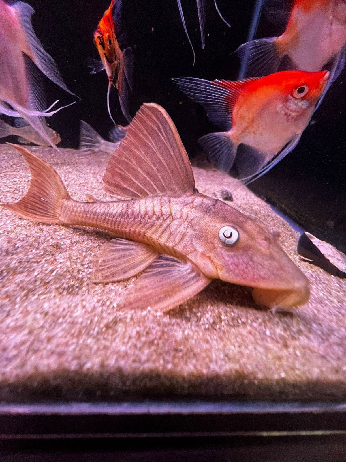 L137 Bleu eyed red Fin pleco, Vis, Zoetwatervis, Schoolvis