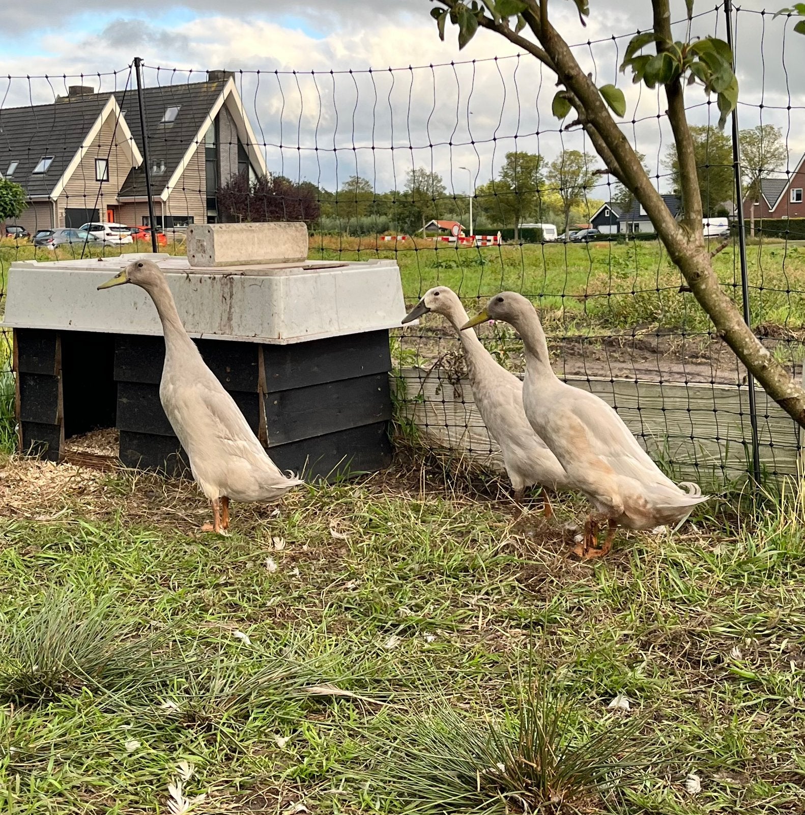 Indische loopeenden, Dieren en Toebehoren, Meerdere dieren