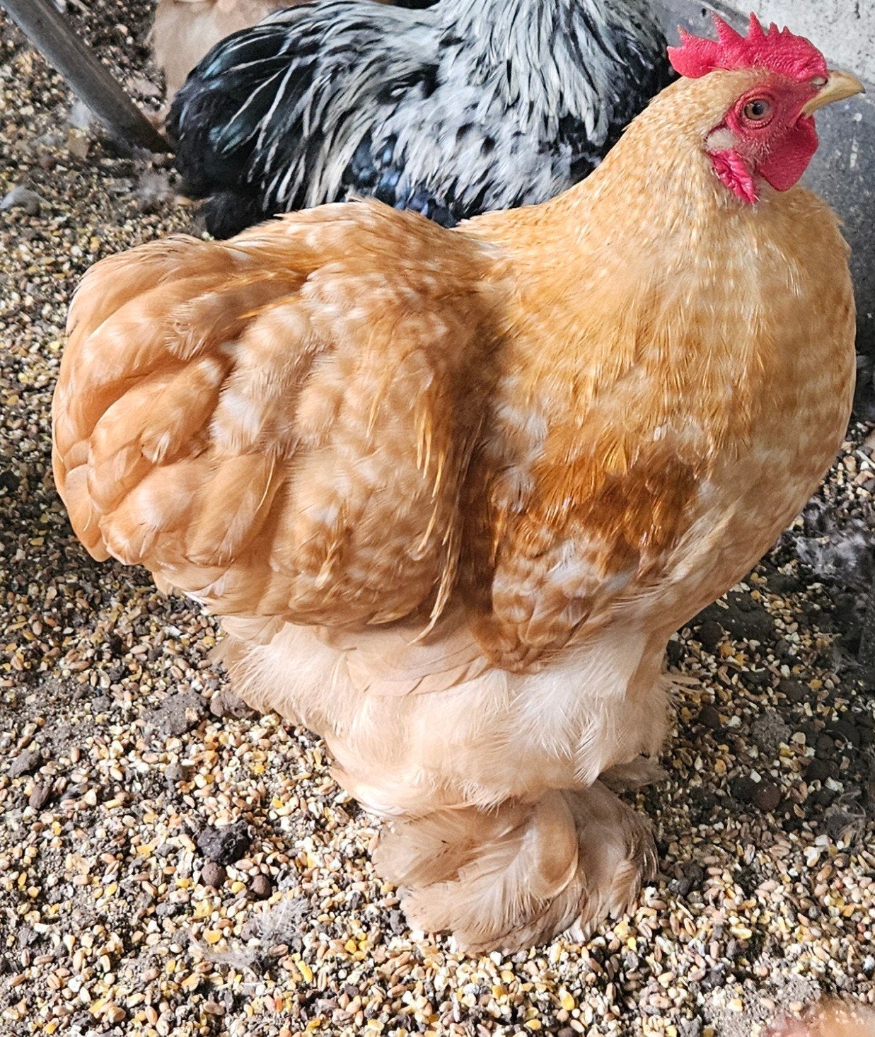 jonge cochin kriel haantje, Mannelijk, Kip