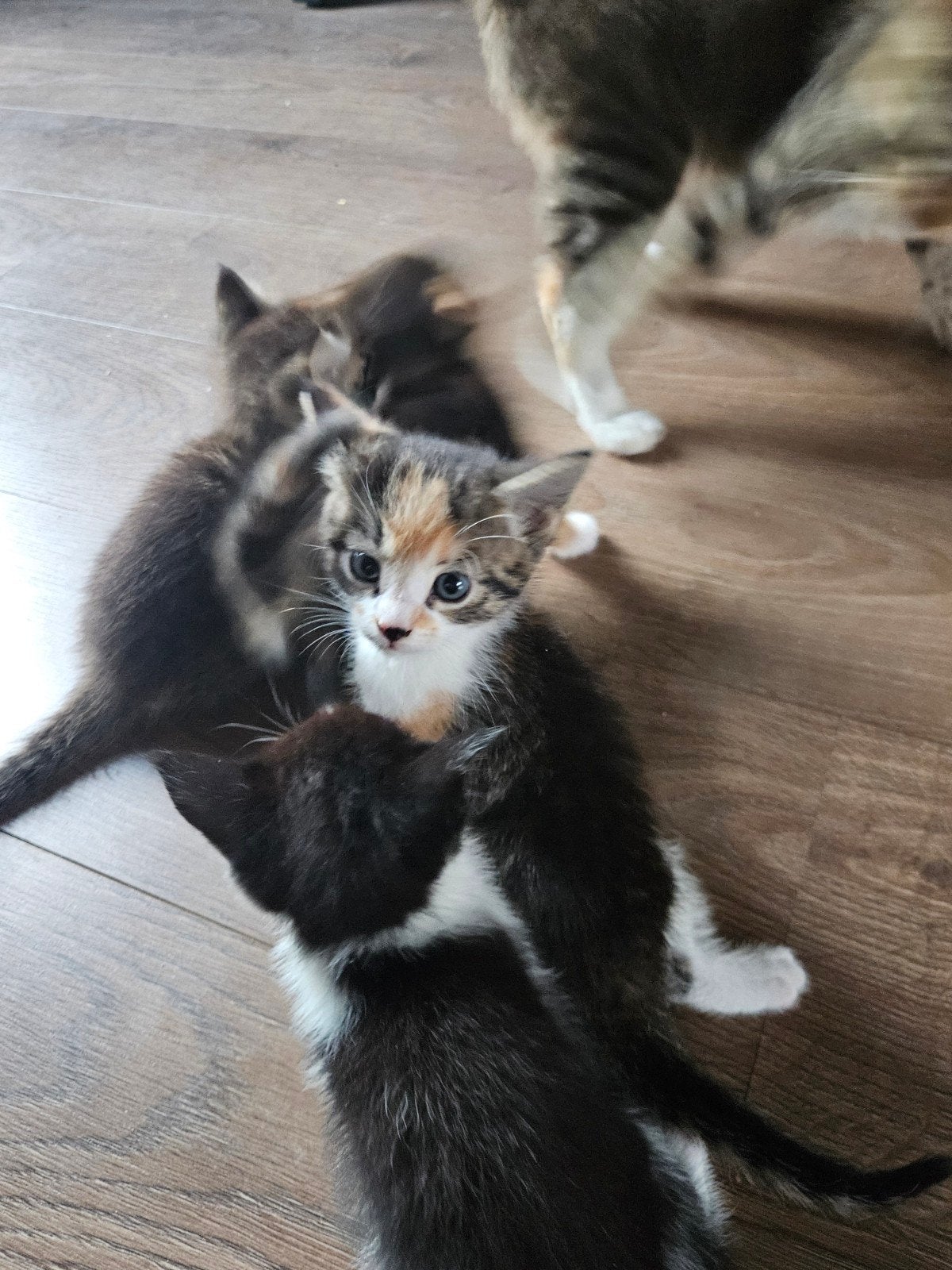 1 lieve kitten te koop, Dieren en Toebehoren, Meerdere dieren