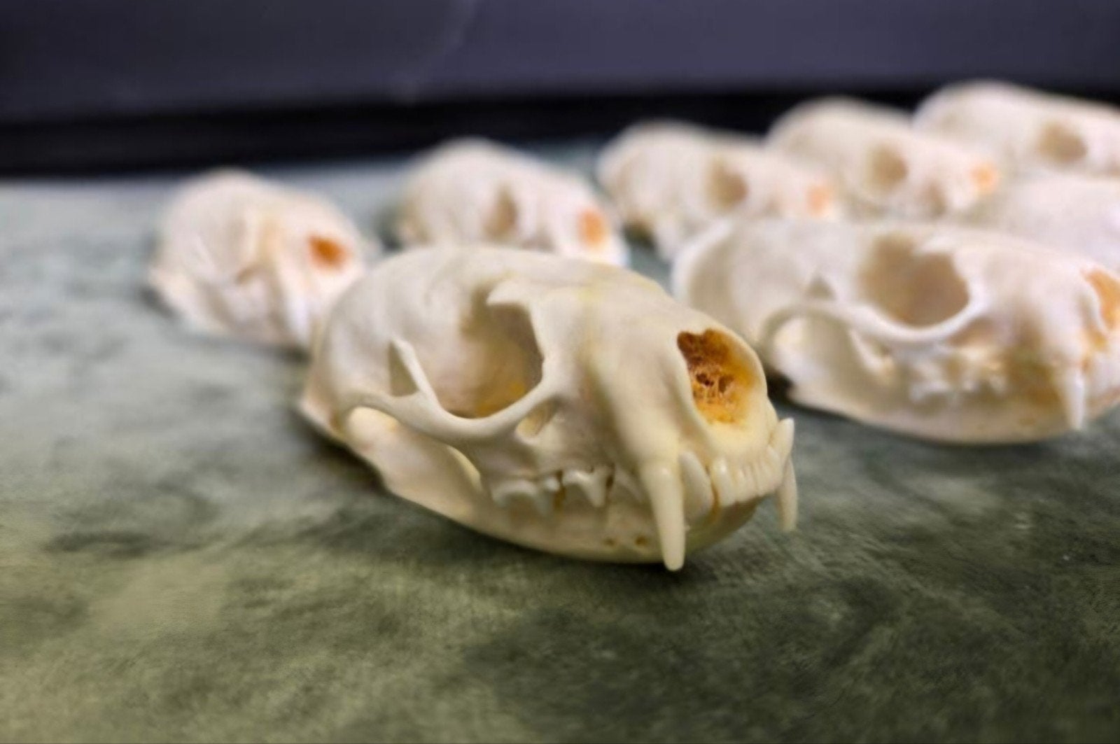 10 stuks Schedel van Nerts / Mink Skull / Skelet Taxidermie, Ophalen of Verzenden, Wild dier, Schedel