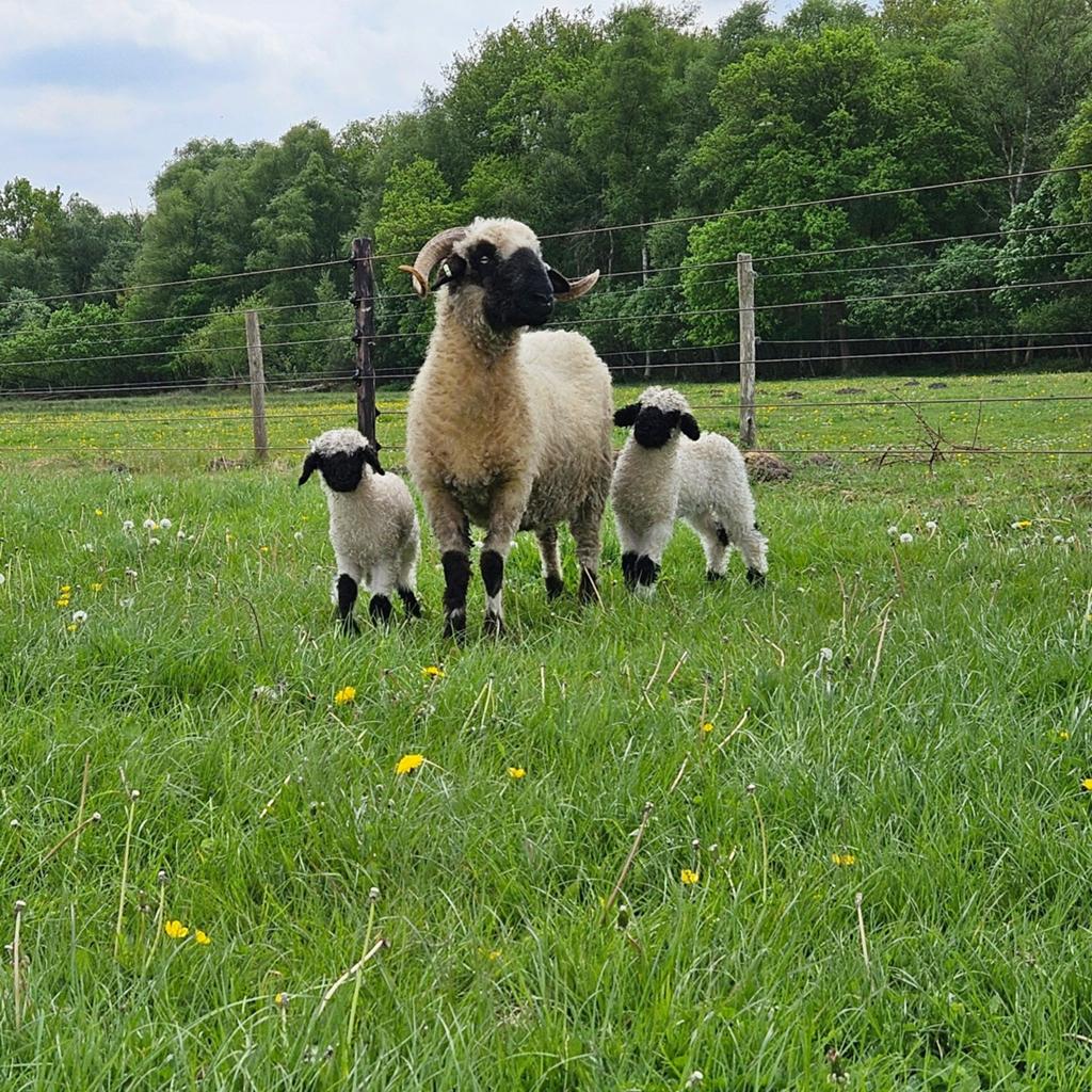 Wallischer Schwarsnaze ooi met ooilammeren, Vrouwelijk, Schaap