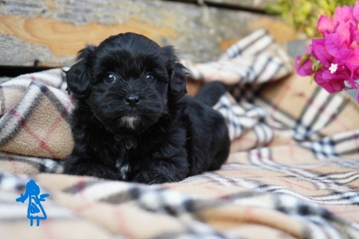 Mooie maltipoo pups., Nederland, Parvo, Overige rassen, 8 tot 15 weken
