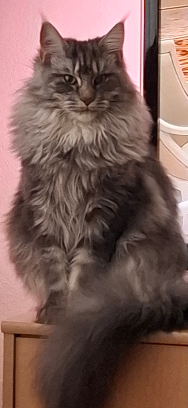 Main Coon kater Anderhalf jaar., Kater, Gechipt, 0 tot 2 jaar