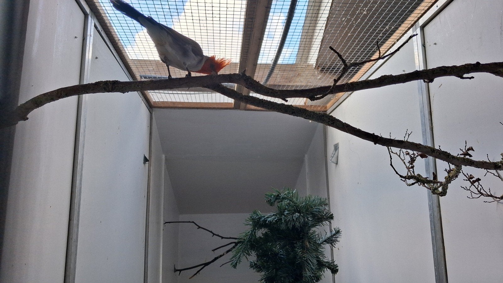 roodkuif kardinaal man, Dieren en Toebehoren, Mannelijk