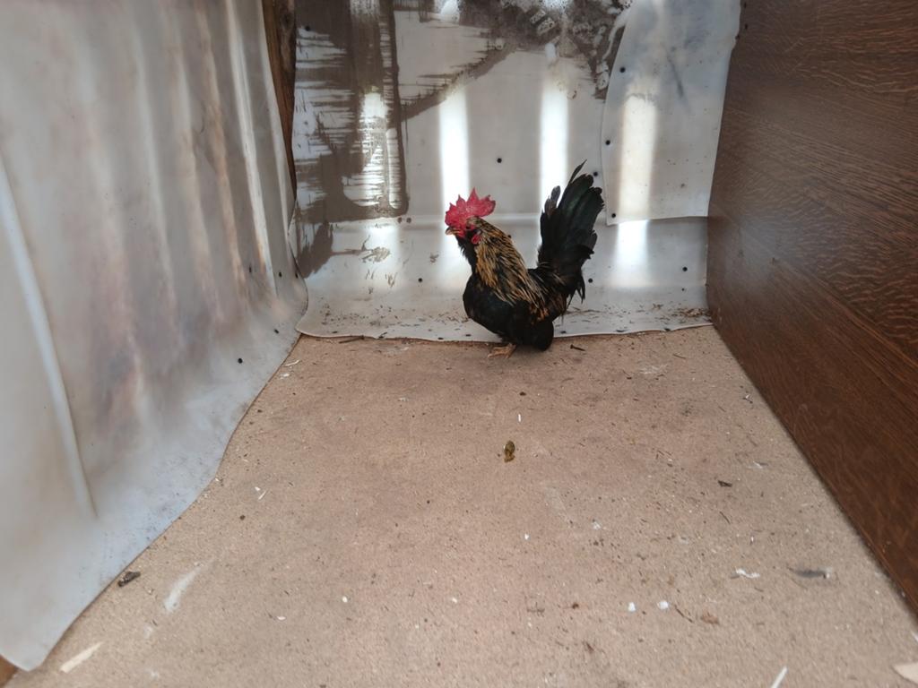 Hanen, Dieren en Toebehoren, Pluimvee, Mannelijk, Kip
