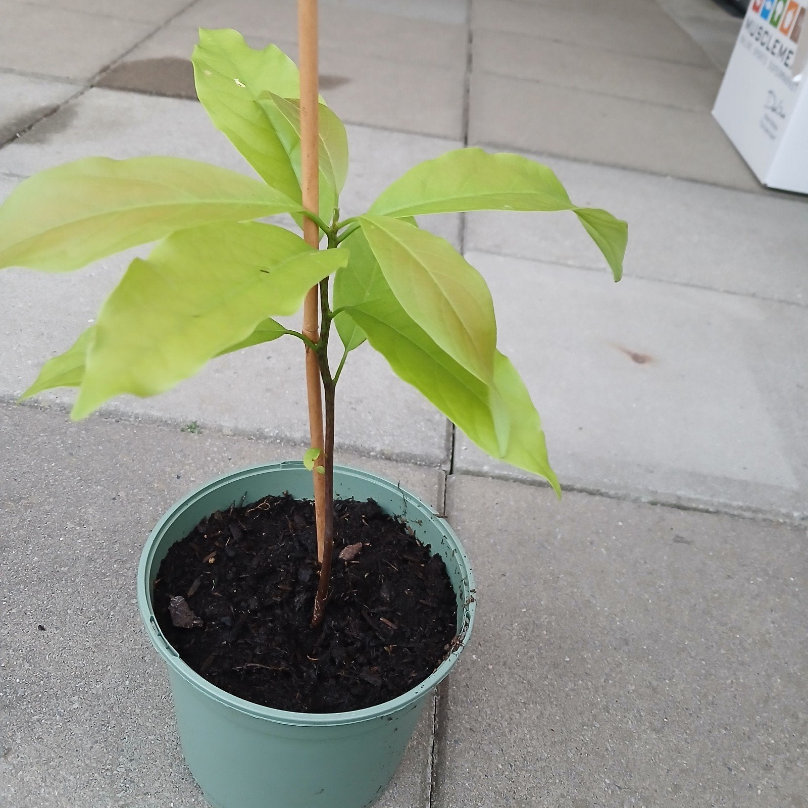Jonge avocado plant in pot, Ophalen of Verzenden