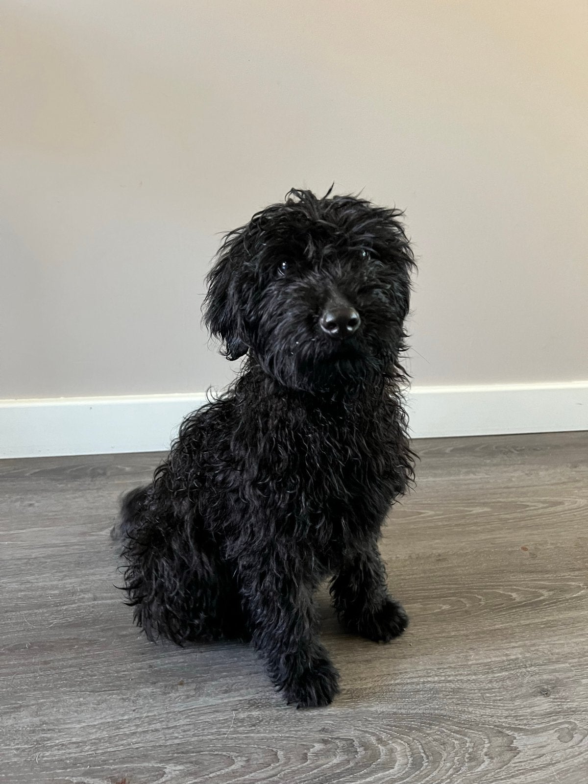 Labradoodle reu, 15 weken tot 1 jaar, Reu, Parvo, Eén hond