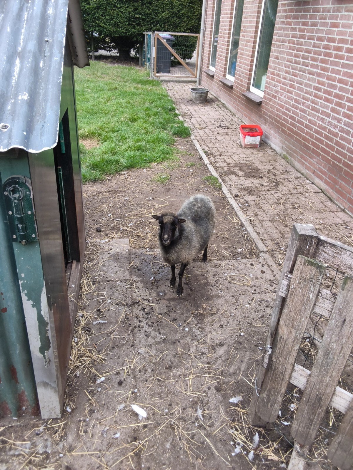 quessant  ooi, Dieren en Toebehoren, Vrouwelijk, Schaap