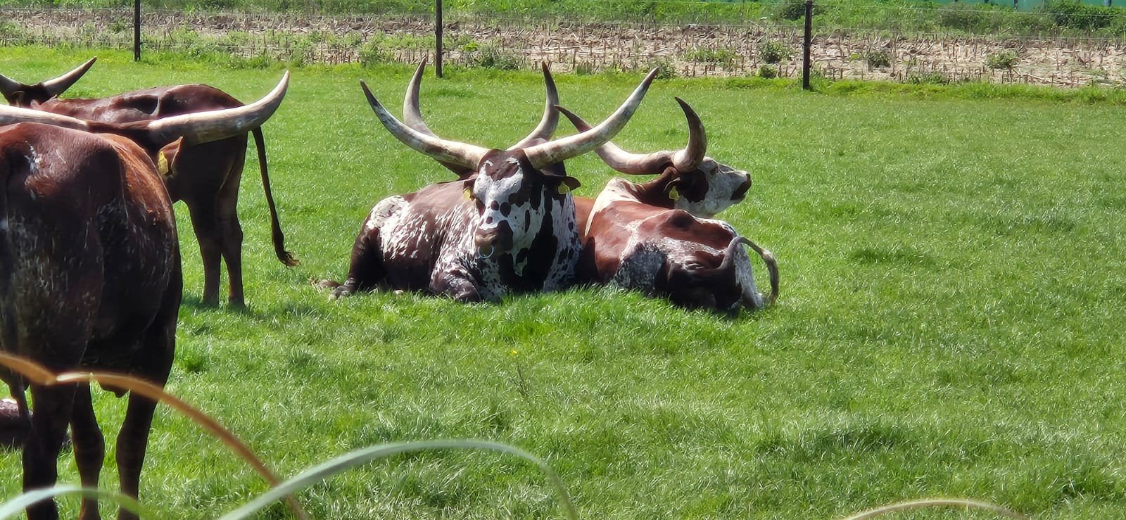 Watusi runderen, Dieren en Toebehoren, Runderen, Meerdere dieren