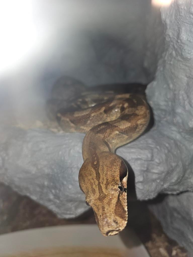 Boa imperator man, Dieren en Toebehoren, Reptielen en Amfibieën, Slang, 3 tot 6 jaar