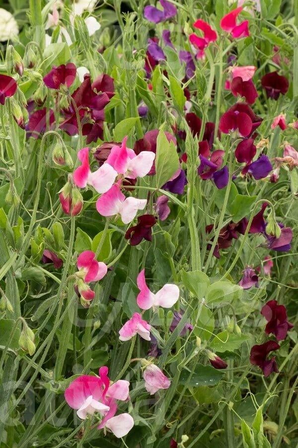 Siererwt mix type Royal Family, Ophalen of Verzenden, Volle zon, Zaad