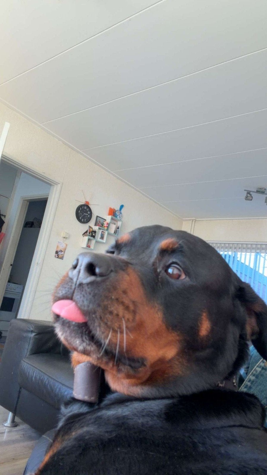 lieve rotweiler, 6 jaar of ouder, Teef, Eén hond, Nederland