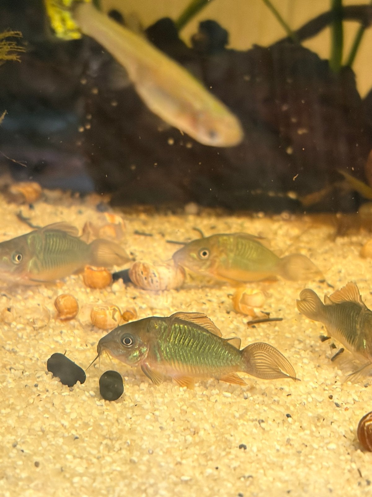 Bronchis Splendens, smaragd groene corydora, Dieren en Toebehoren, Vis