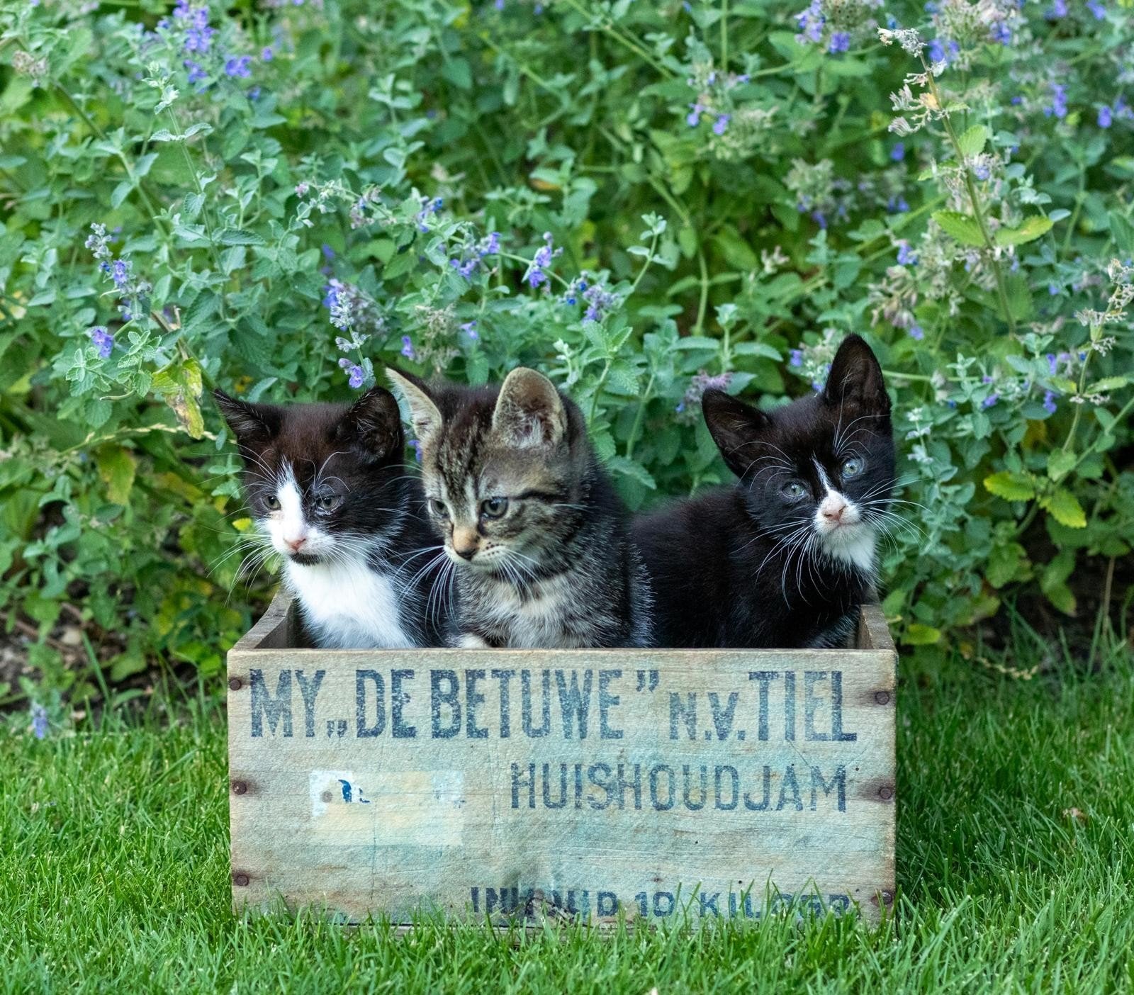 3 lieve kittens, Dieren en Toebehoren, Katten en Kittens | Overige Katten, Meerdere dieren, Kortharig, 0 tot 2 jaar
