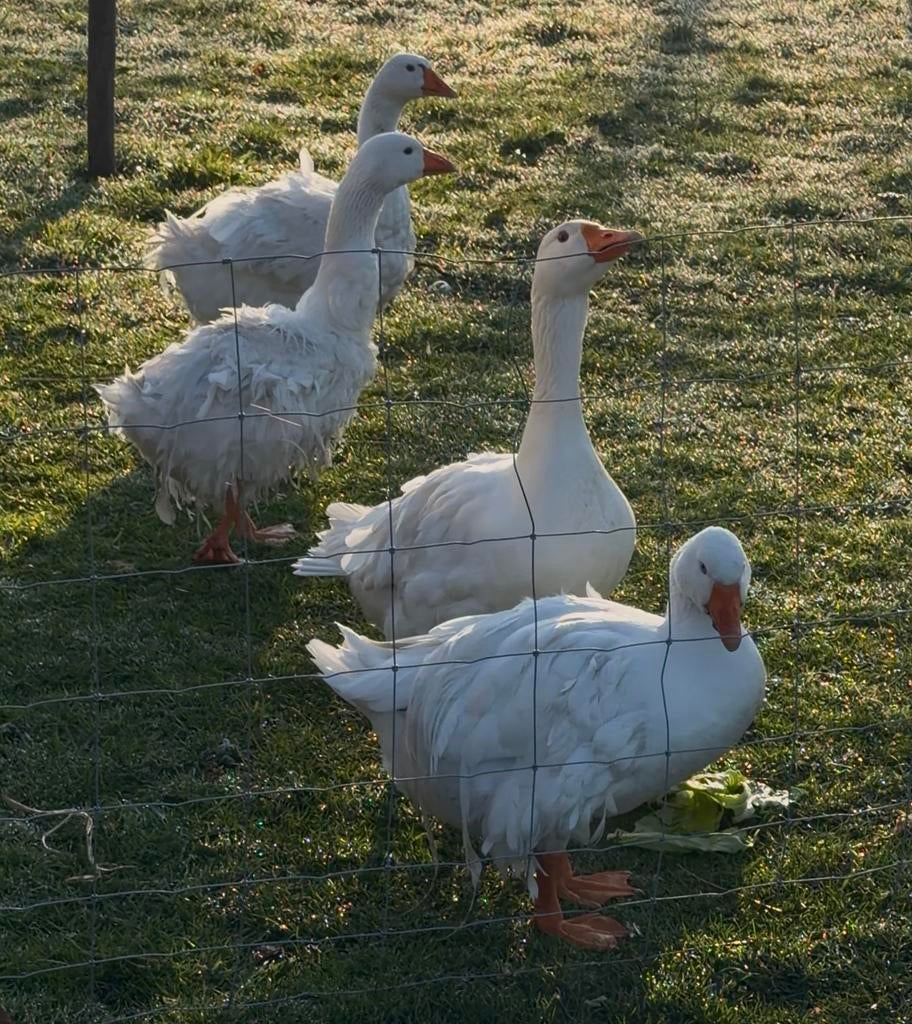 Te koop vrouwtje sebastopol dubbele krulveer gans, Vrouwelijk, Kip