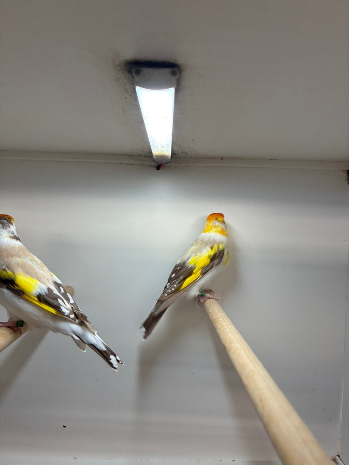 majoorputters witkop, Meerdere dieren, Wildzangvogel