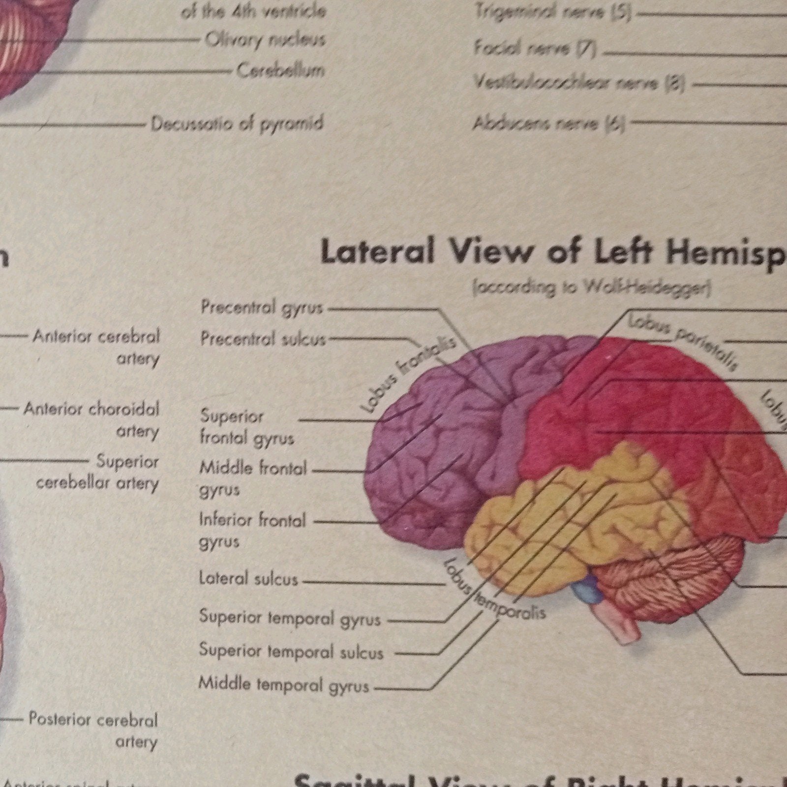 Medische Anatomische Poster Human Brain Hersenen, Ophalen of Verzenden, Gebruikt, A1 t/m A3, Film en Tv