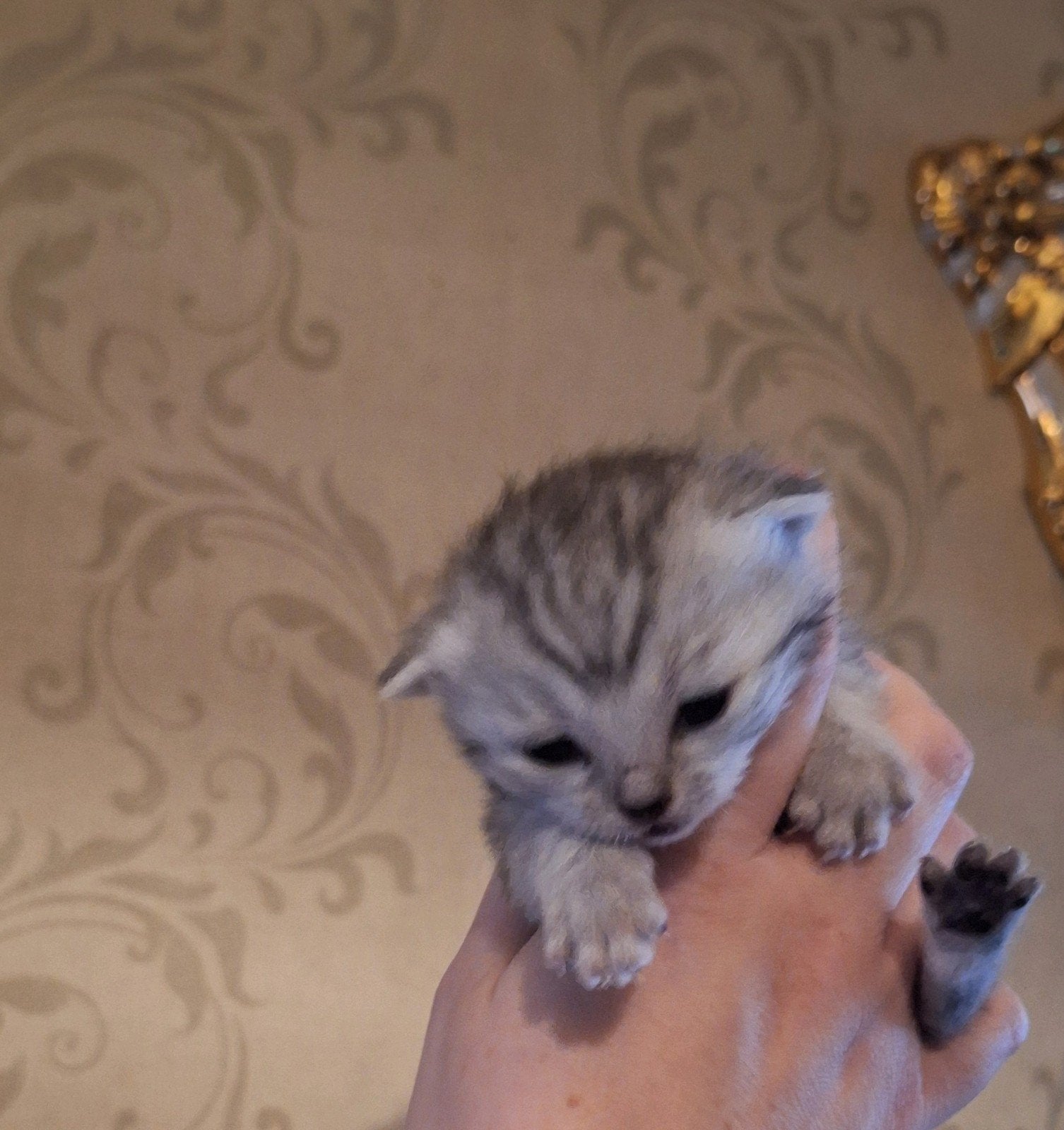 2 ragdoll x kittens zoeken goed huisje, Meerdere dieren, Ontwormd, 0 tot 2 jaar