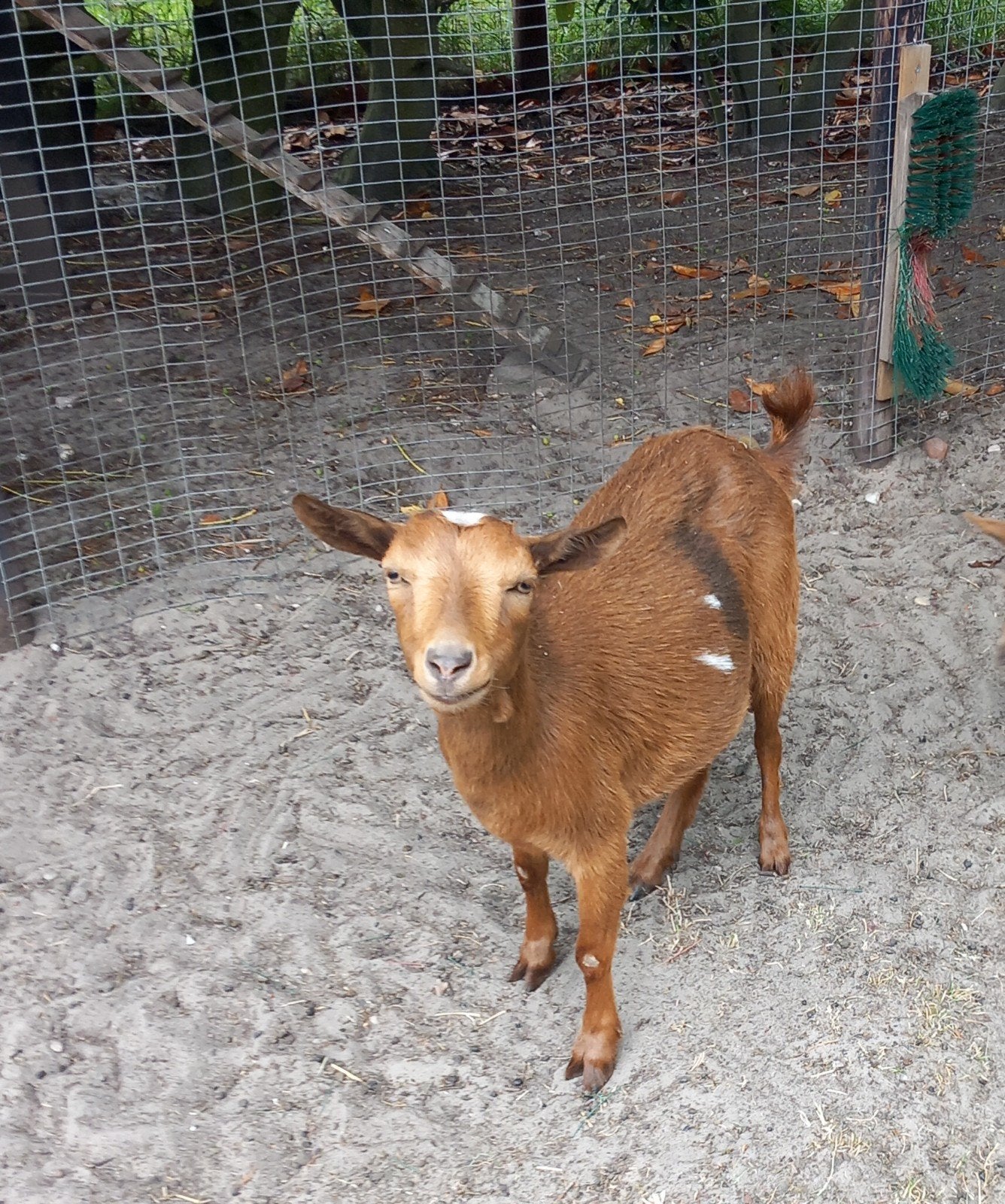 dwerggeit plus bokje hoornloos, Dieren en Toebehoren, Meerdere dieren, Geit