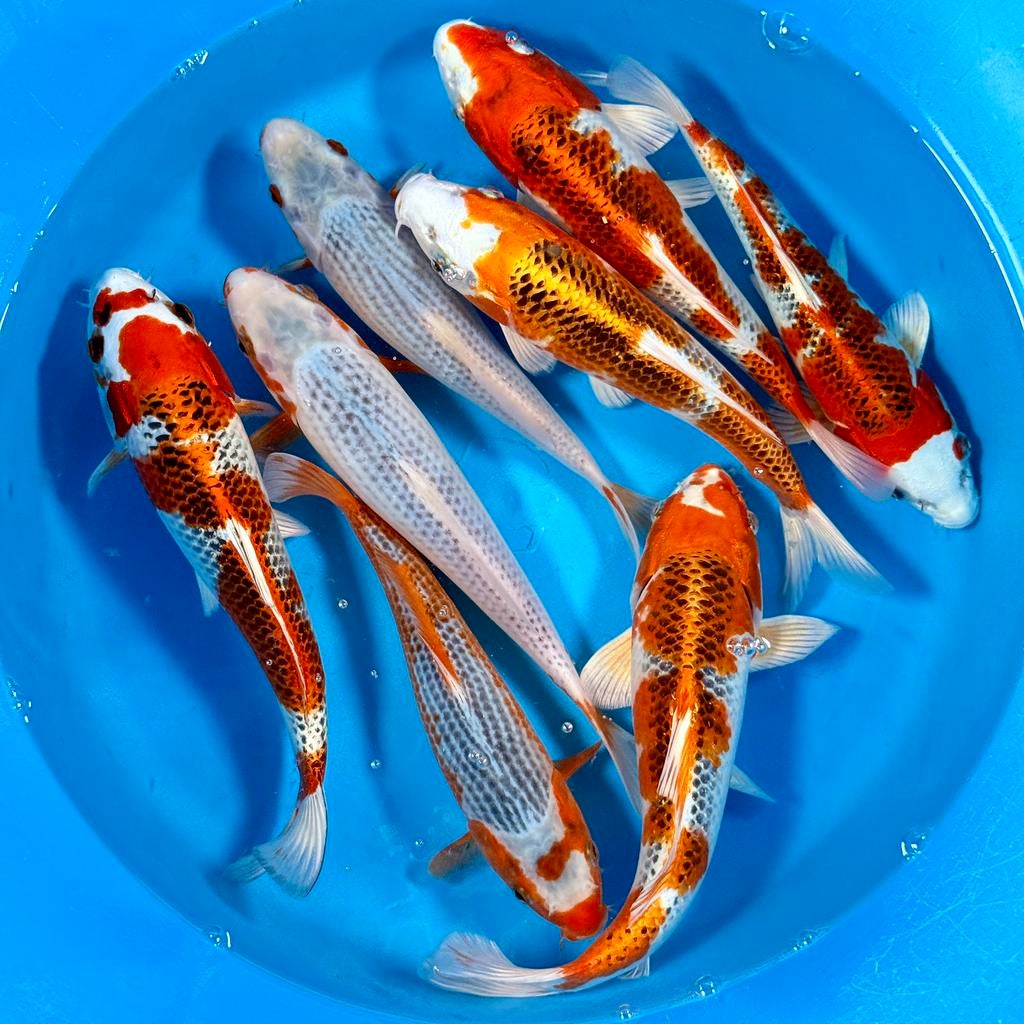 HQ Kujaku Young Nisai 28-32cm Wada Japanse koi, Dieren en Toebehoren, Vissen | Vijvervissen, Karper of Koi