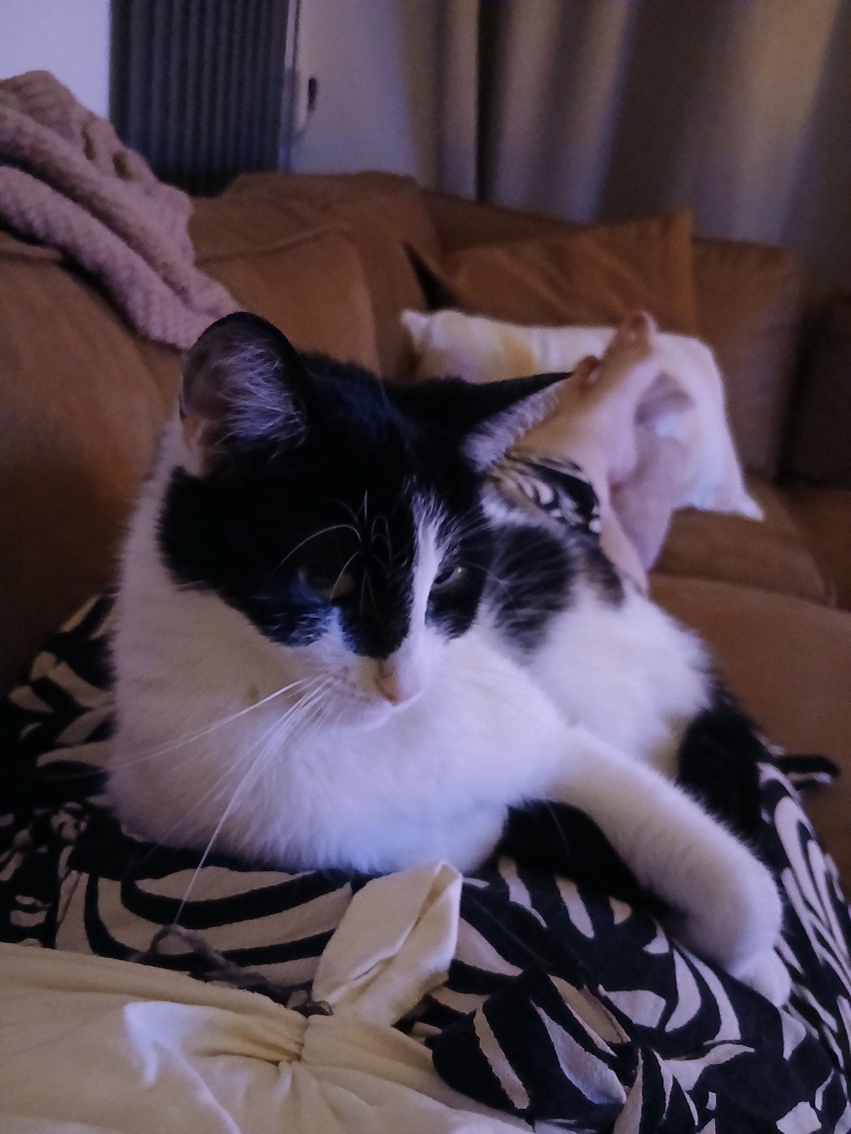 Een liefdevol huisje gezocht voor 2 lieve, bange katten, Gechipt
