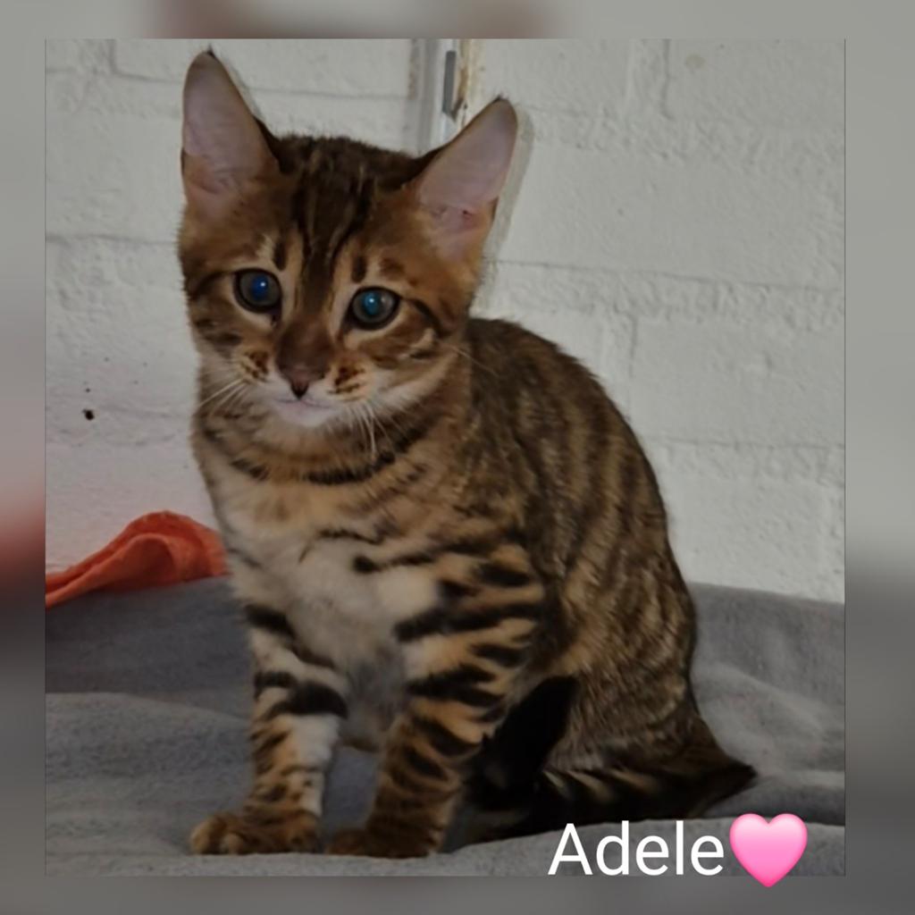 Toyger cattery Mostert., Dieren en Toebehoren, Ontwormd