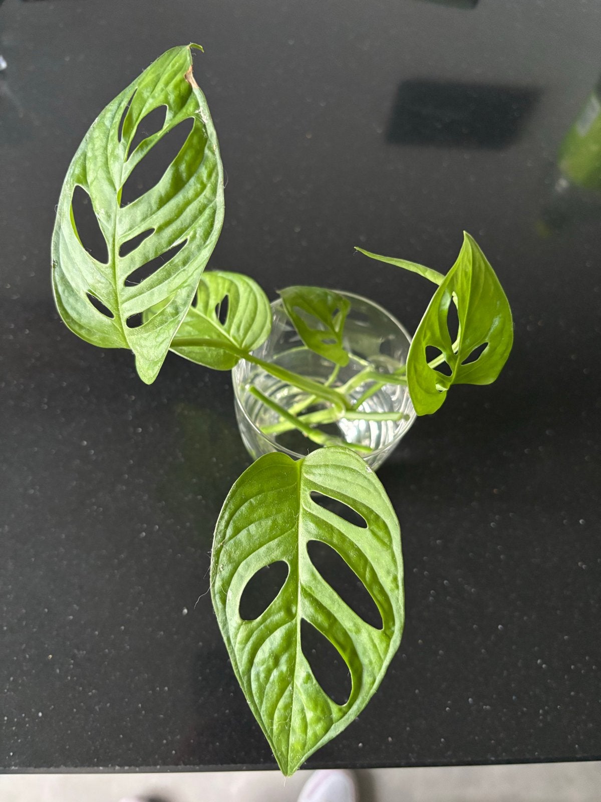 Monstera Adansonii Monkey Mask stekjes, Ophalen, Overige soorten, Halfschaduw, Minder dan 100 cm