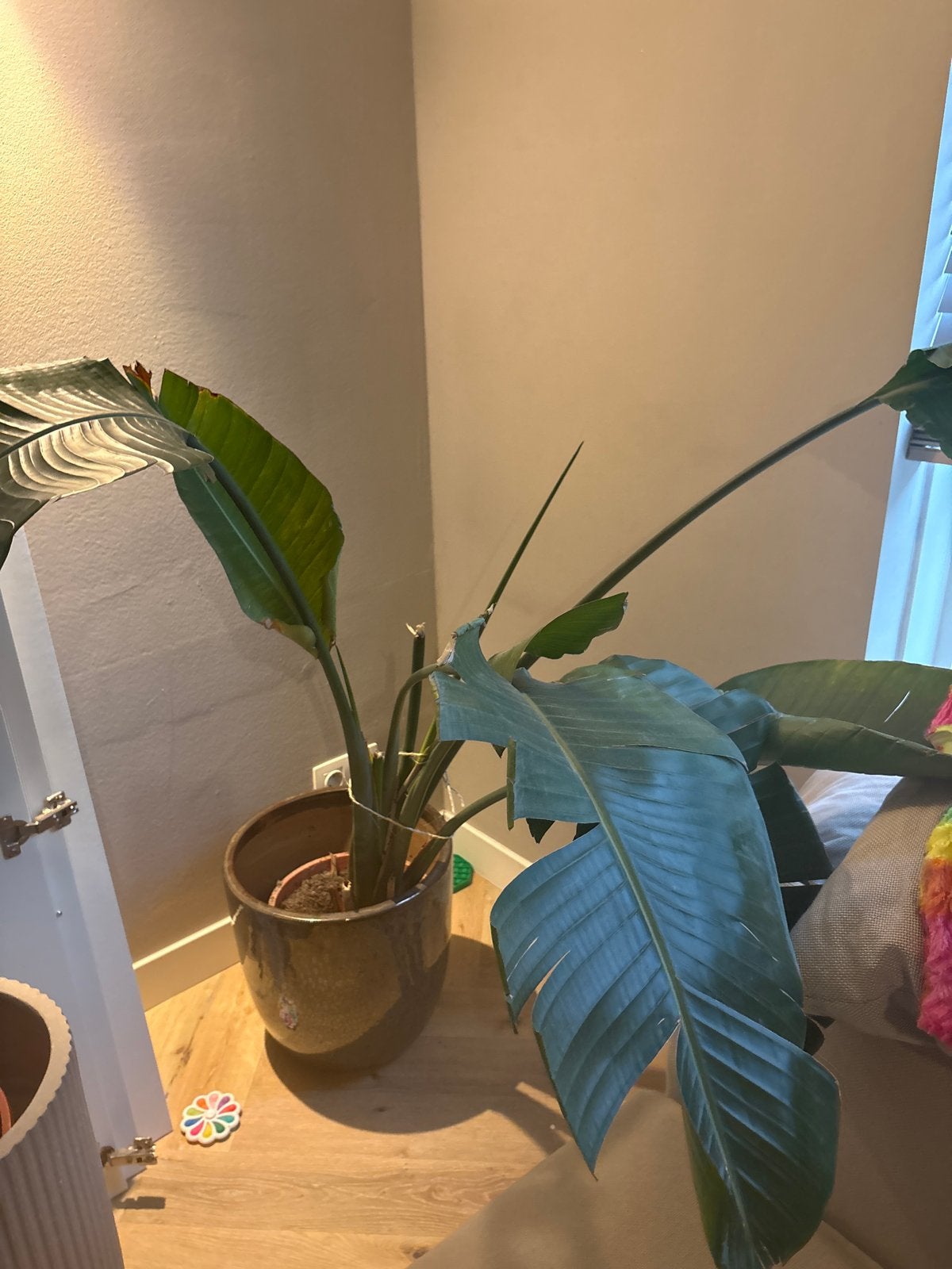 Strelizia plant ZONDER POT, Huis en Inrichting, Kamerplanten, Ophalen, Halfschaduw, Minder dan 100 cm