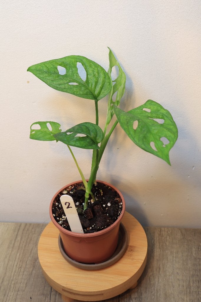 Monstera Adansonii Mint #2, Ophalen, Overige soorten, Halfschaduw, In pot