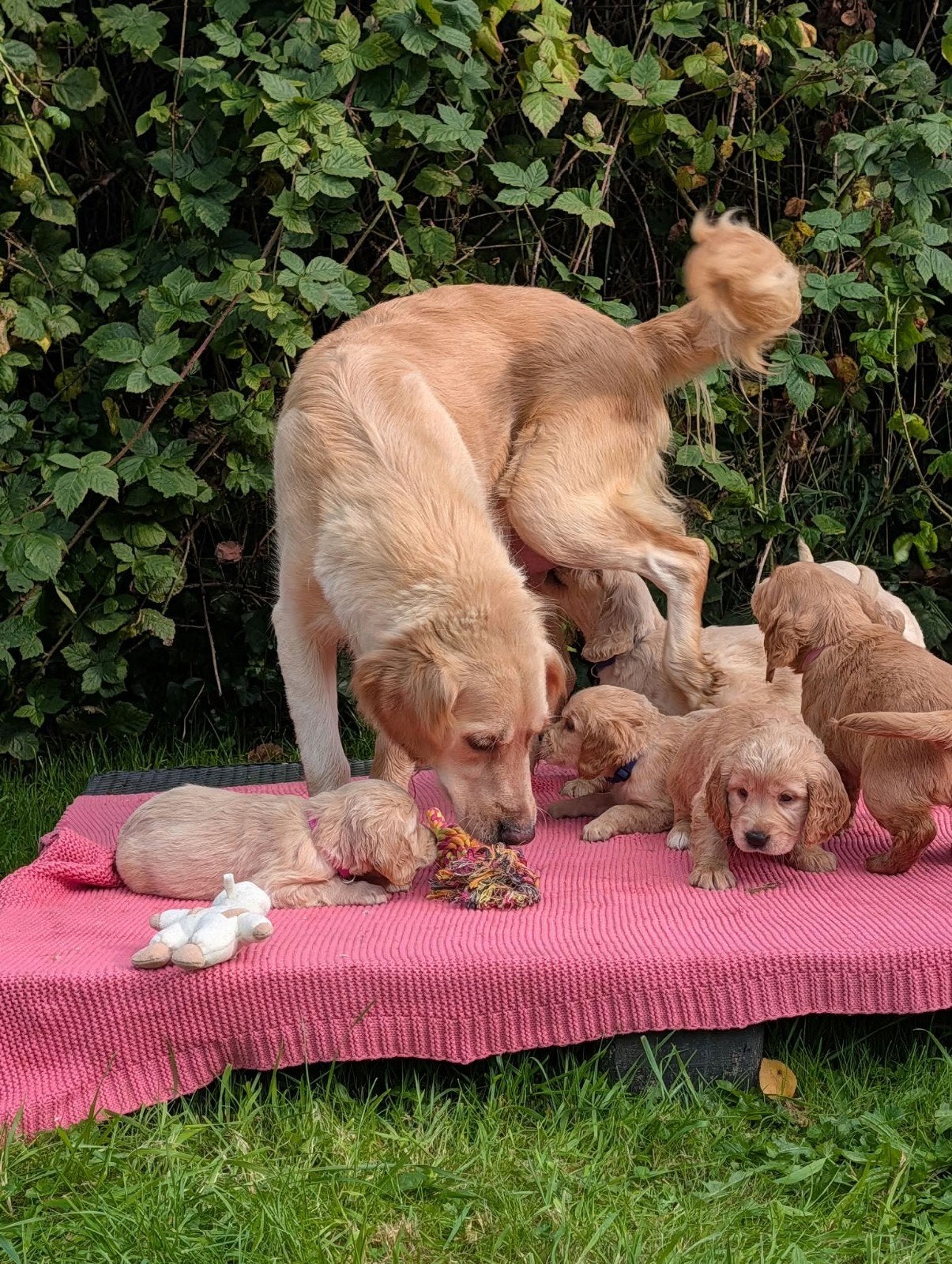 Goldendenretrieverx Engelese cockerspaniel Goldencocker pups, Dieren en Toebehoren, Overige rassen, 8 tot 15 weken, CDV (hondenziekte)
