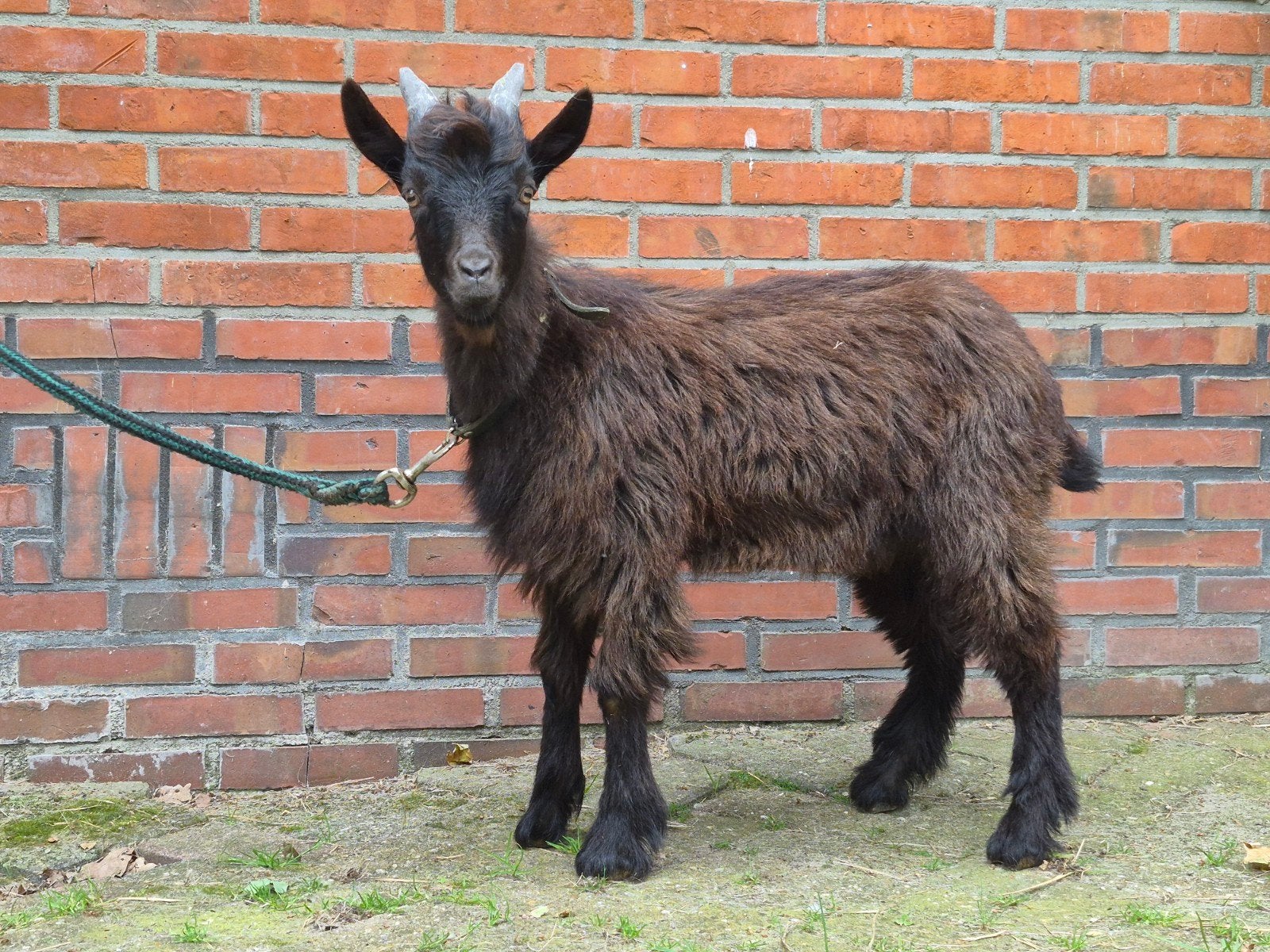 Nederlandse Landgeit boklam, Dieren en Toebehoren, Mannelijk, Geit, 0 tot 2 jaar