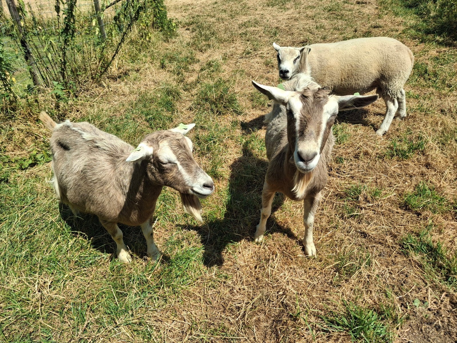 Toggenburger geiten, Dieren en Toebehoren, Vrouwelijk, Geit
